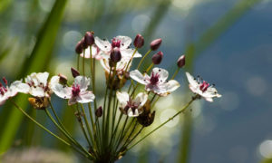 Schwanenblume (Butomus umbellatus)